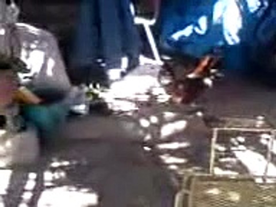 gallina culeca en Coahuila