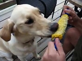 Dog eats corn on the cob