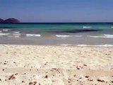 Playa de Muro - Mallorca