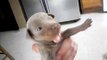 AKC Miniature Pinscher Puppies 2 Weeks Old 4 Sale