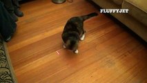 Dizzy Kitty vs. Laser Pointer (funny cat video) - Cat Plays Chasey with Laser Light