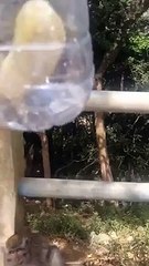 Funny Animal Videos 2015 Monkey Successfully Removes Banana From Bottle