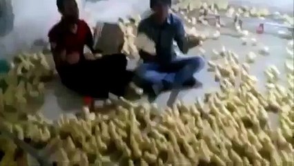 Concert for baby chickens