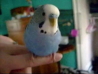 Cute budgies and a Lhasa Apso!