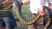 Anaconda Snake green anaconda the bigest in the wolrd Eunectes murinus กู้ภัยงู La anaconda verde