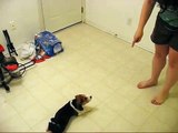 Beagle puppy demonstrates tricks