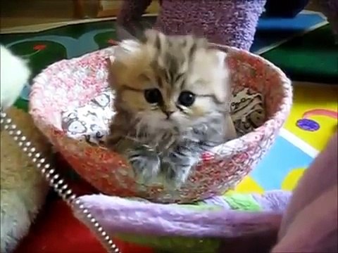 Los gatitos más lindos !!! (compilación)