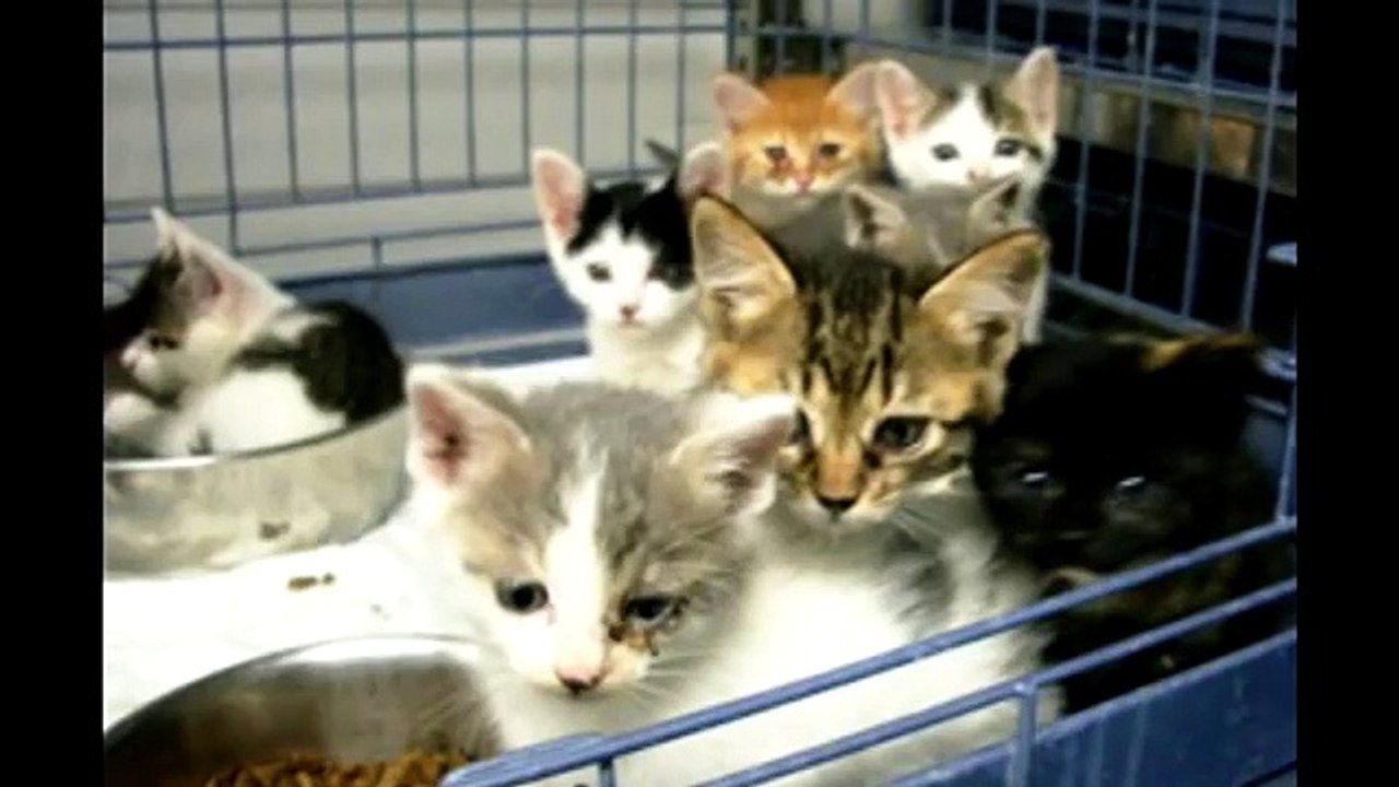 保健所の殺処分～灰になるために生まれてきたわけじゃない～