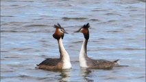 Baltsende Futen / Great Crested Grebe Courtship Dance