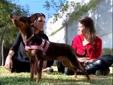 Sena Madureira na TV Record - Polêmica: corte do rabo de cães está proibido no Brasil.