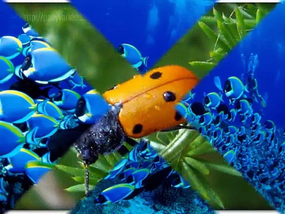 Los animales, estimulación multisensorial