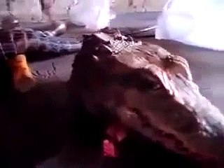 بعد قطع رأس التمساح شاهد المفاجأة سبحان الله