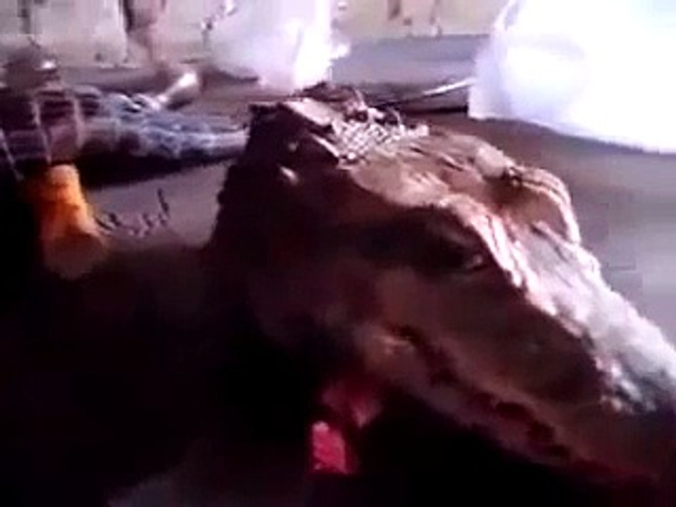 بعد قطع رأس التمساح شاهد المفاجأة سبحان الله