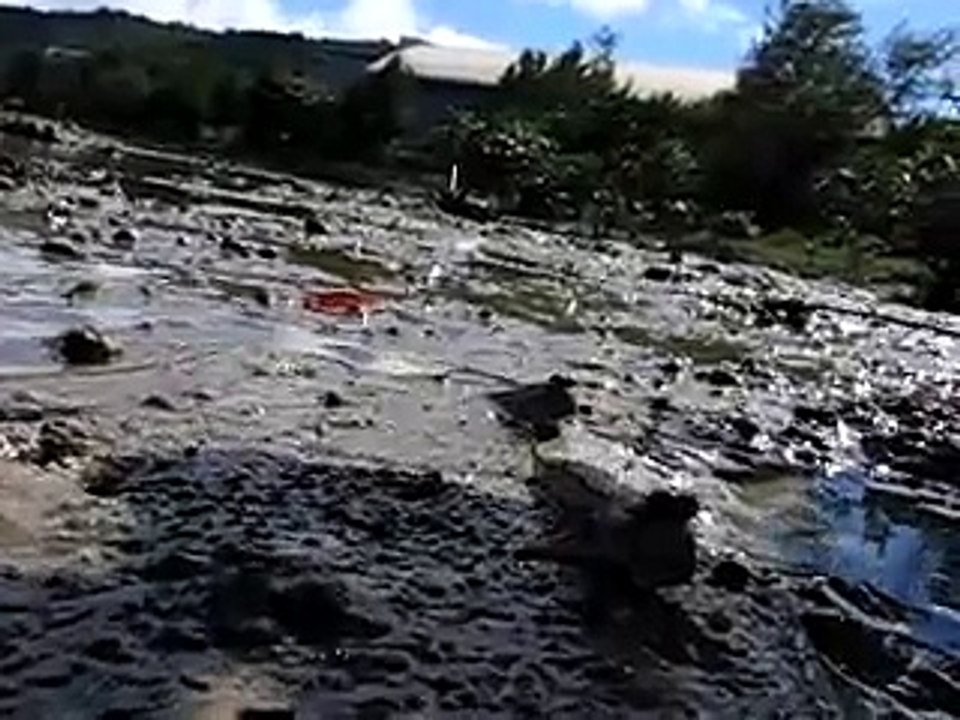 mudskipper