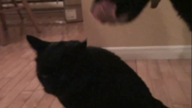 Dog licks peanut butter off of cat's head