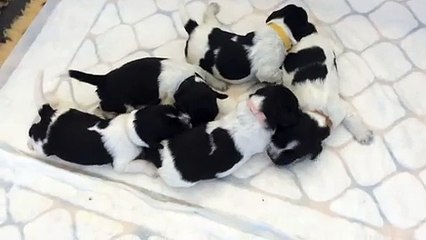 Du Gang des Pirates Portée de Inge et Guysmo