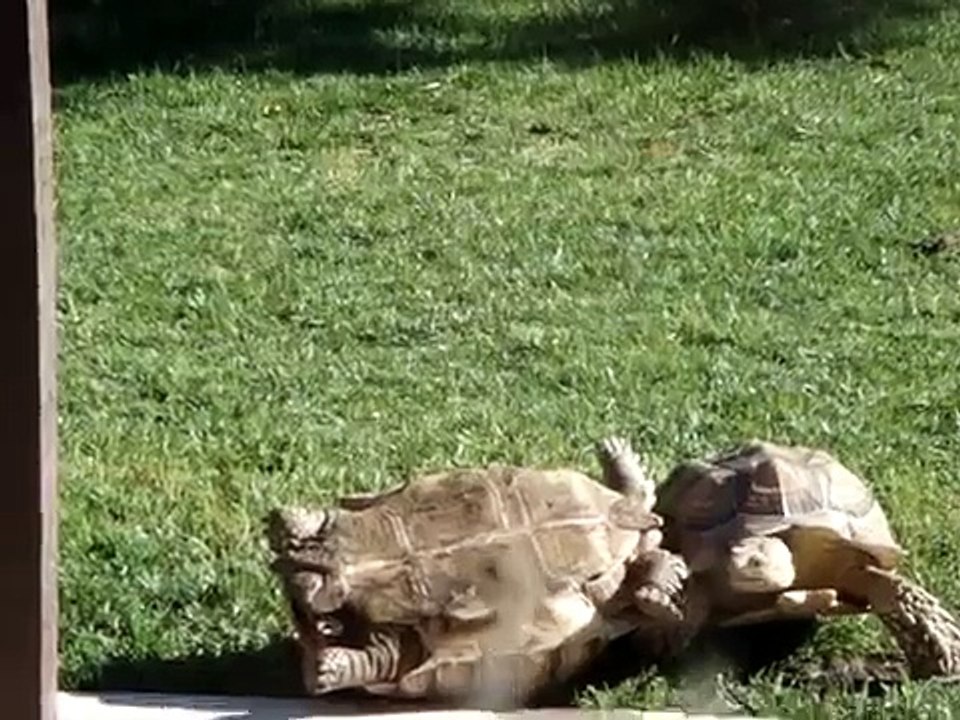 Turtle Rescue