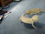 Bearded Dragons Fighting...
