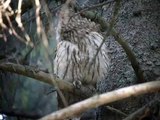 Kattuggla - Tawny Owl (Strix aluco) Ölme Värmland Sweden 110602