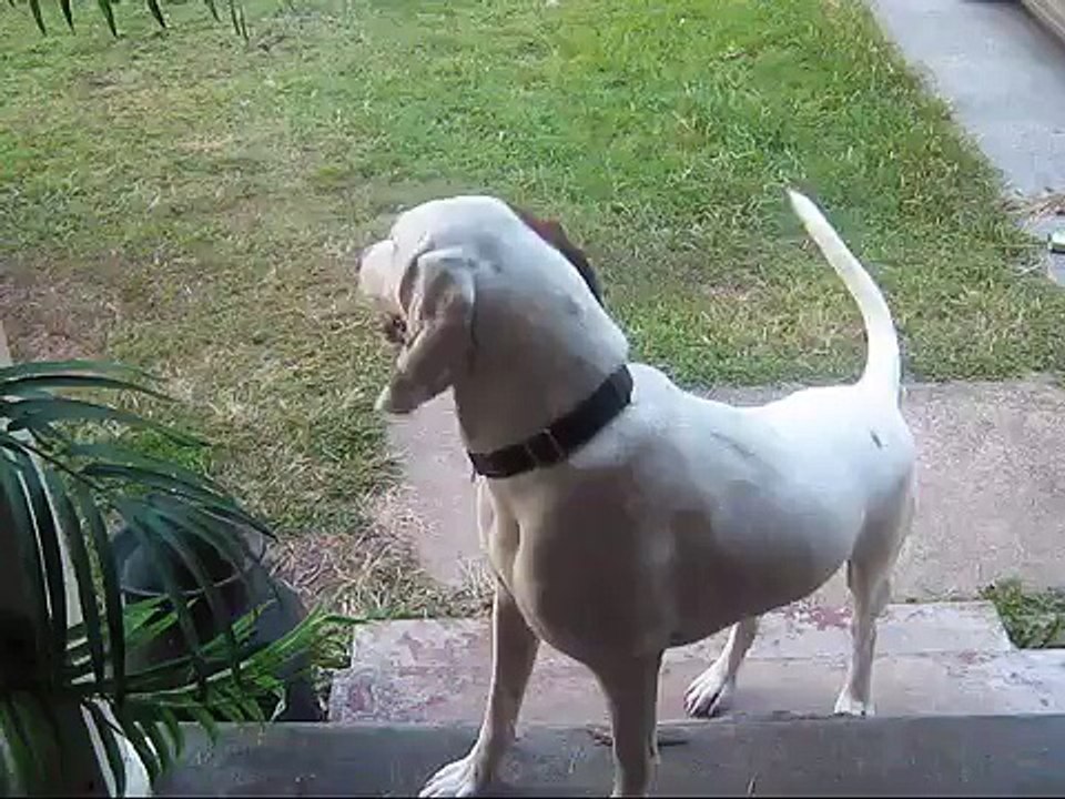 Dog Barking Weird