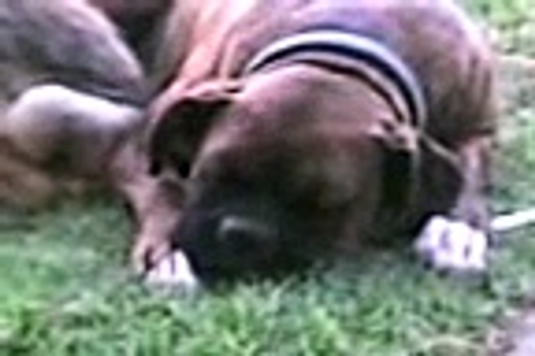 pitbull  mata a un mono
