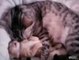 Style of baby animal prince Cat Hugs Baby Kitten Having Nightmare Funny cat videos