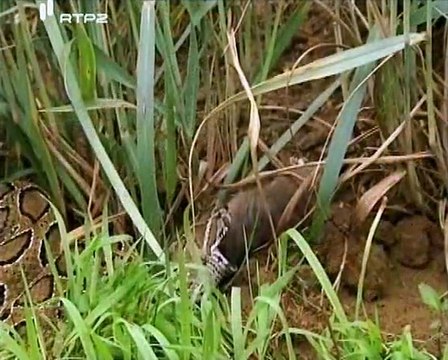 Os Animais Mais Mortiferos do Mundo - ep.3 India - RTP2