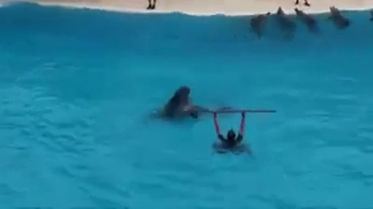 Amazing Dolphin Show
