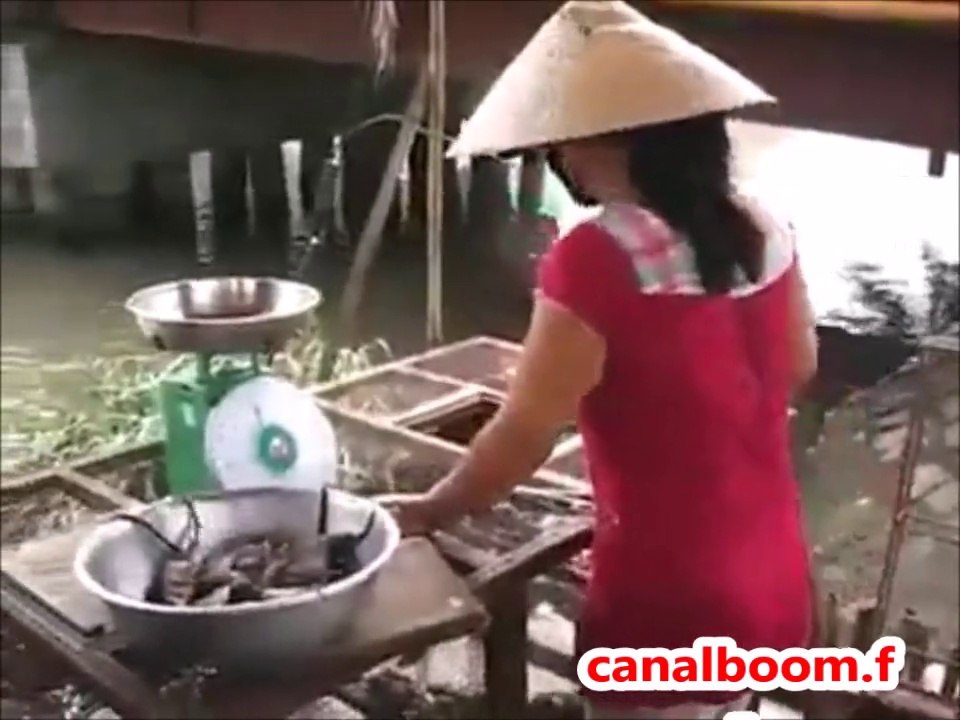 les rats sont comestibles en chine, qu'en pensez vous ?