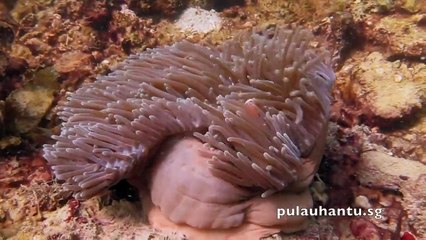 Singapore's Coral Reefs (a snippet)