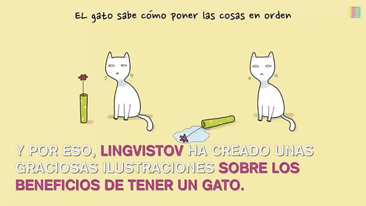 Humor: 10 beneficios de tener un gato en casa