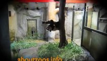 Xing Bao, the giant panda cub of Madrid Zoo