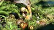 Limpkin Feeding Baby Birds Apple Snails & Spoonbill FYV 1080 HD