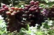 Reportaje: ''Erradicación Mosca de la Fruta''