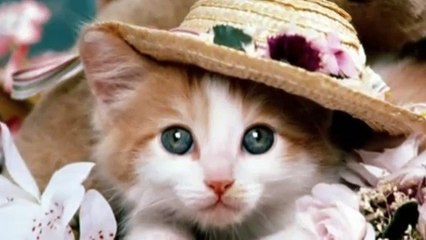 Suger Suger - Sweet Cats & Dogs ..