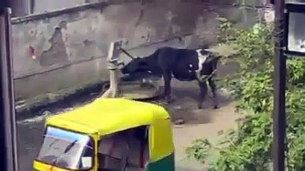 Funny Animal | Funny Cow | So Clever Cow from India | Clever Cattle| Funny Clip | HD