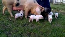 Piglets playing outside