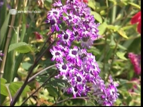 A Alma e a Gente - VI #12 - Aleluia (Páscoa) - 23 Mar 2008