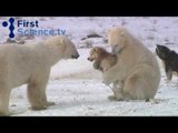 Polar Bears and Dogs Playing