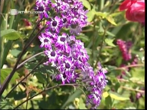 A Alma e a Gente - VI #13 - Nem por Ser do Mundo a Derradeira (Madeira) - 30 Mar 2008