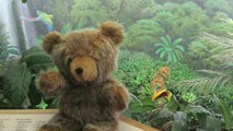 Museum takes lost teddy bear on social media adventure to search for owner