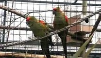 Red Fronted Macaw - Twycross Zoo