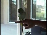 Crazy Parrot Does Some Pretty Cool Tricks!