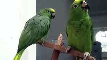 Parrots Singing Song   Check Description to WIN Xbox One