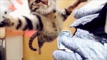 Funny Cats Compilation 2015   Funny cat videos try not to laugh or grin   Just for laugh Animals