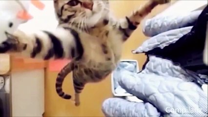 Funny Cats Compilation 2015   Funny cat videos try not to laugh or grin   Just for laugh Animals