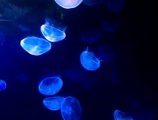 Medusas en L'Oceanogràfic (La medusa del amor - anuncio de la ONCE)