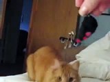 Punkers the Kitten Cat plays fetch with toy mouse