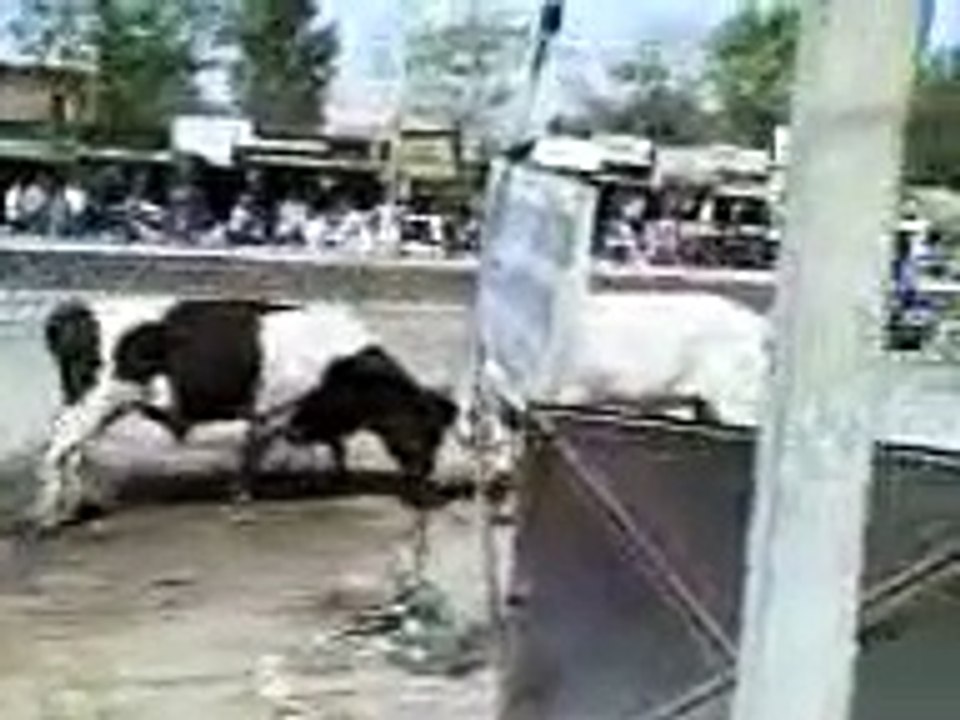 BULL FIGHT IN LUDHIANA PUNJAB INDIA