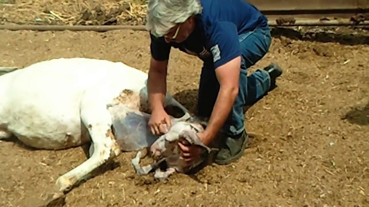 DONKEY GIVING BIRTH  אתון ממליטה